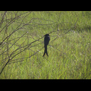 Ein Trauerdrongo
